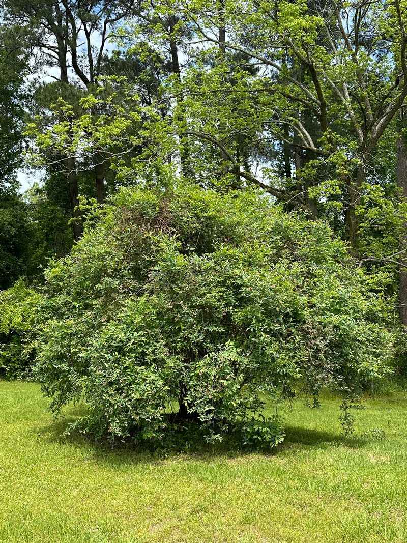 Old Canes Are Crowding The Fruiting Wood Old Canes Are Crowding The Fruiting Wood