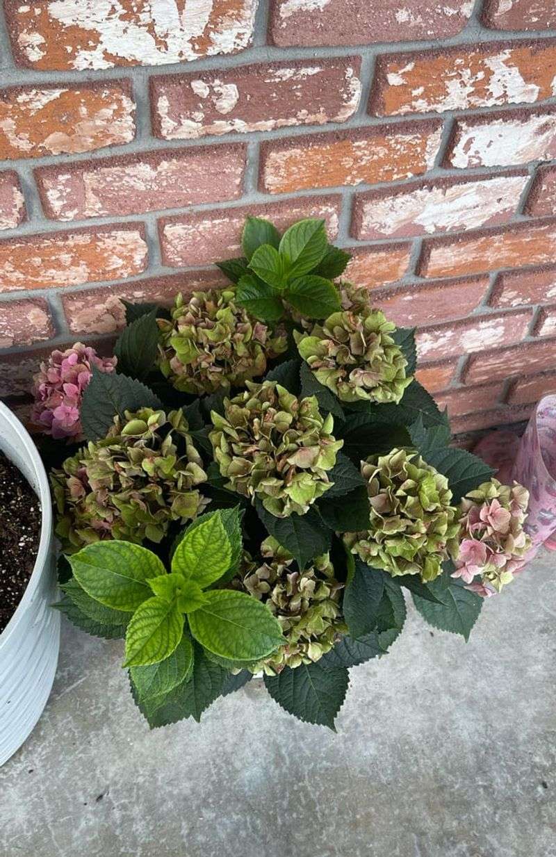 Old Flowers Often Turn Green Before Brown