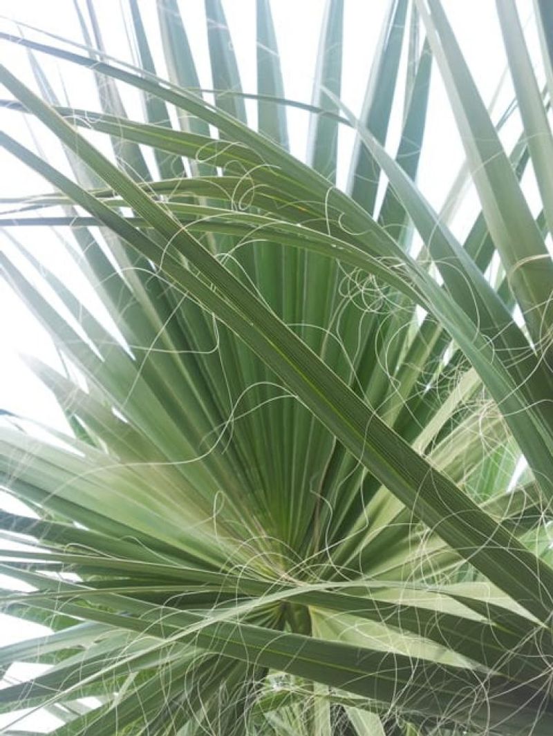 Old Fronds Need Fire-Smart Cleanup Old Fronds Need Fire-Smart Cleanup