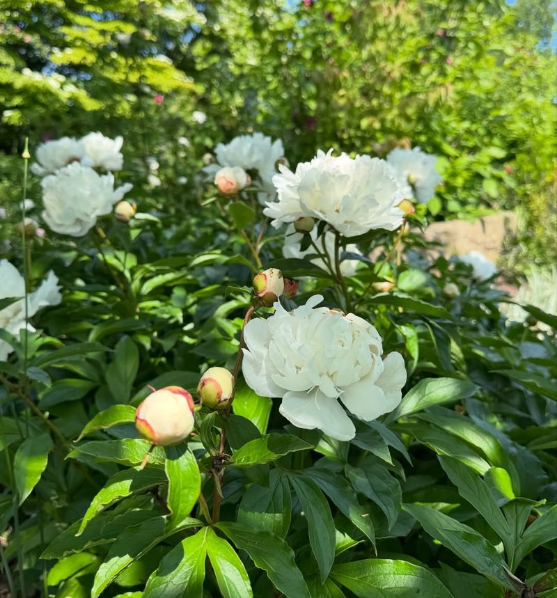 Old Michigan Peonies Often Become Family Plants Passed Down For Generations Old Michigan Peonies Often Become Family Plants Passed Down For Generations