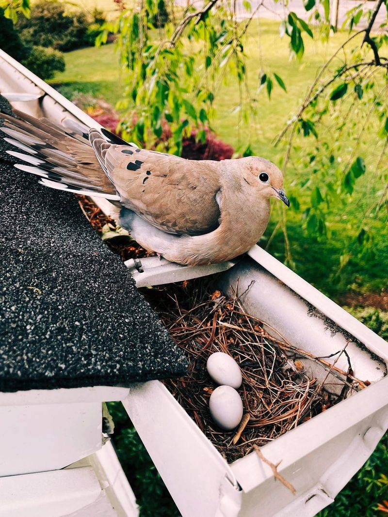 Old Nest Sites Can Signal Safety Old Nest Sites Can Signal Safety