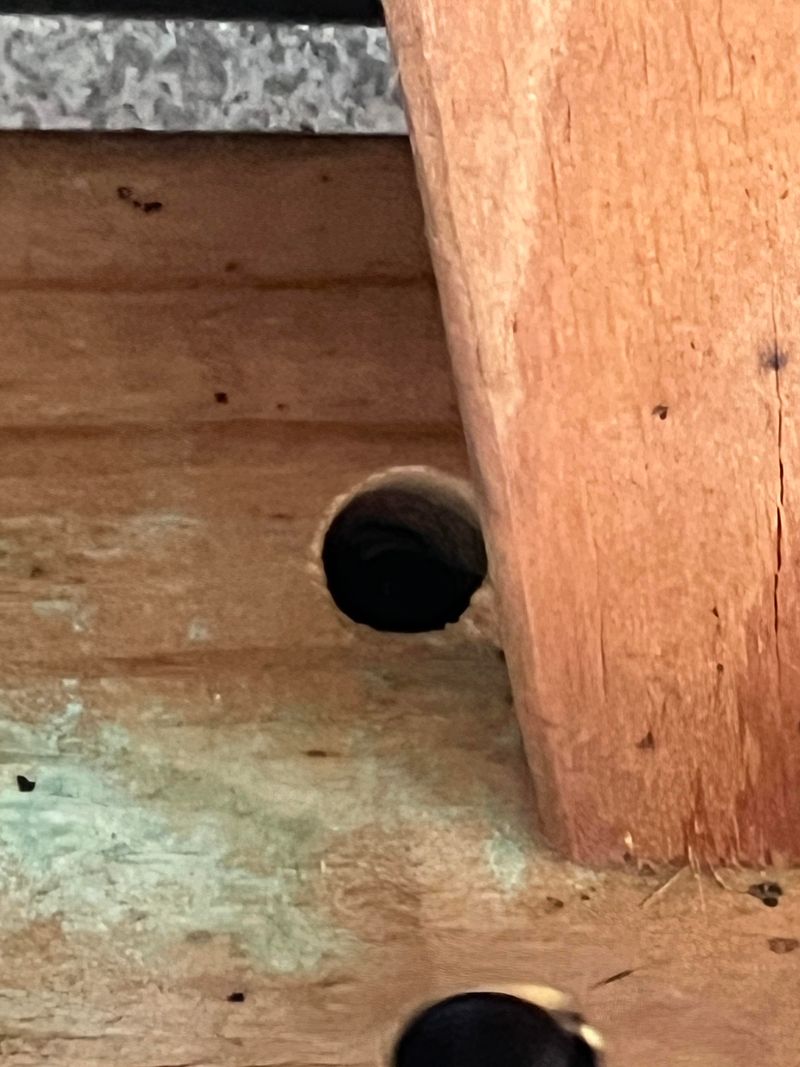 Old Nesting Tunnels Often Get Reused