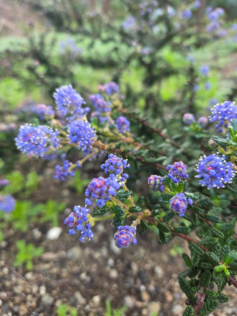 Old Shrubs Struggle Under Stress
