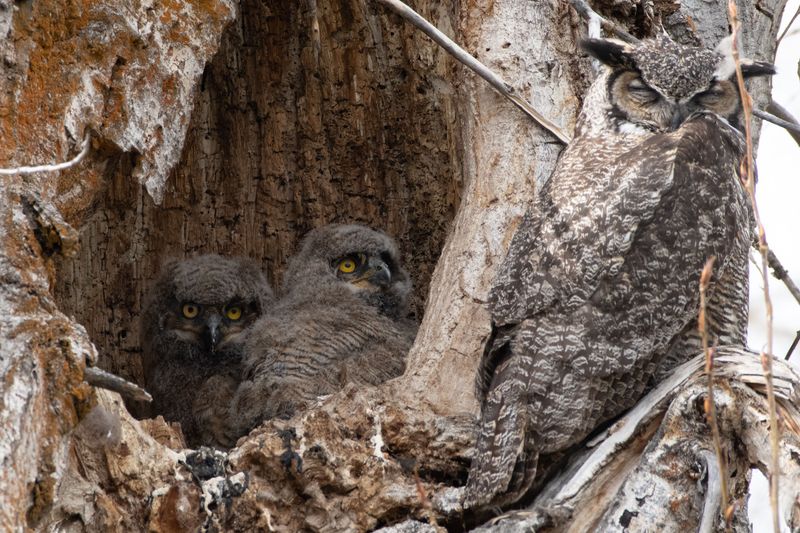 Old Trees And Nesting Sites Draw Owls In