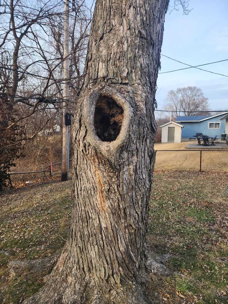 Old Trees Can Provide Natural Roosting Cavities Old Trees Can Provide Natural Roosting Cavities