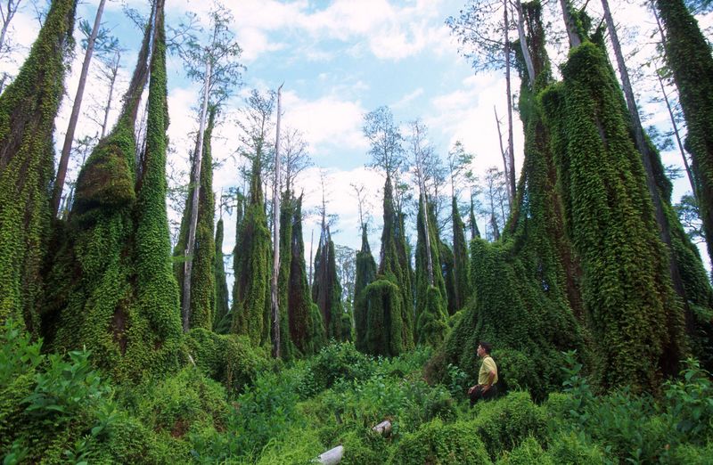 Old World Climbing Fern Smothers Native Trees Fast Old World Climbing Fern Smothers Native Trees Fast
