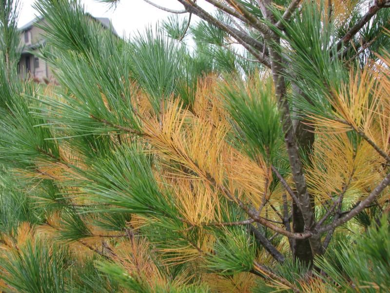 Older Interior Needles Are Shedding Naturally