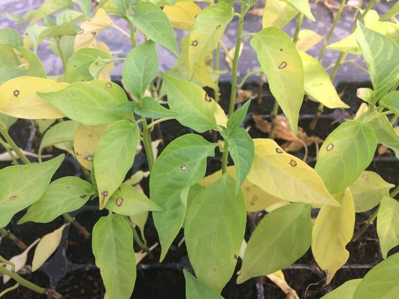 Older Leaves May Be Running Short On Nitrogen Older Leaves May Be Running Short On Nitrogen