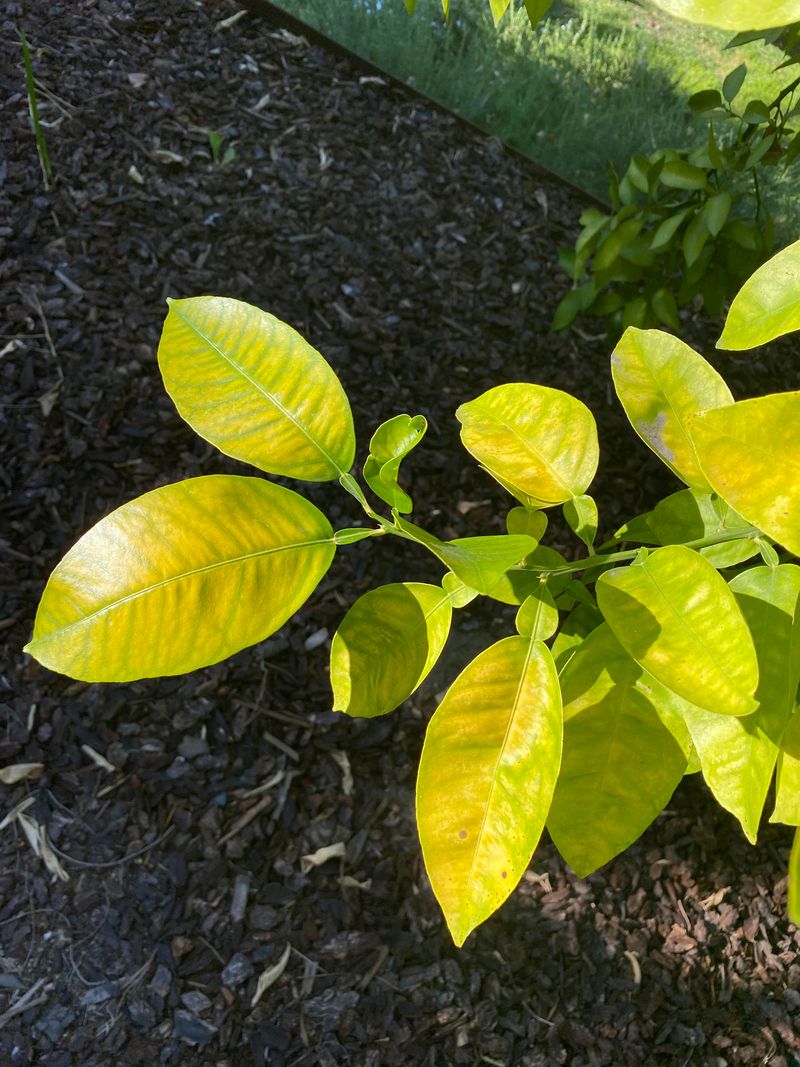 Older Leaves Yellow And Fall Early