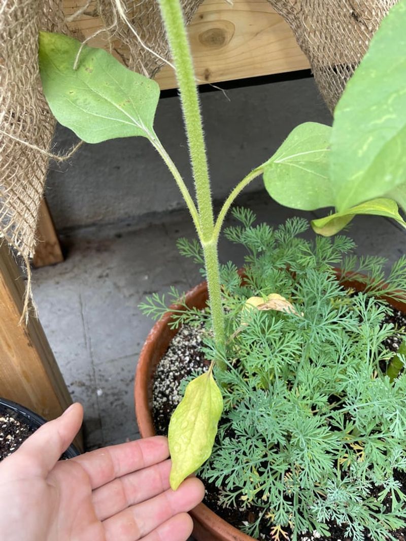 Older Lower Leaves Are Reaching Natural Maturity Older Lower Leaves Are Reaching Natural Maturity