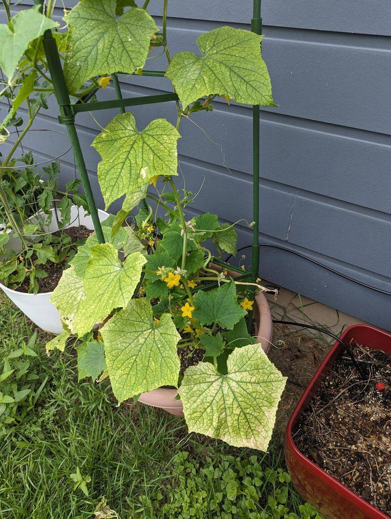Older Lower Leaves Are Running Short On Nitrogen Older Lower Leaves Are Running Short On Nitrogen