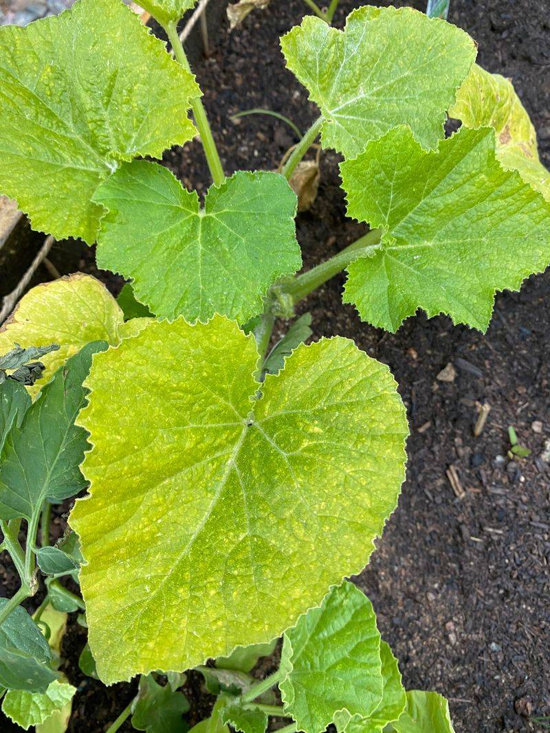 Older Shaded Leaves May Be Aging Naturally