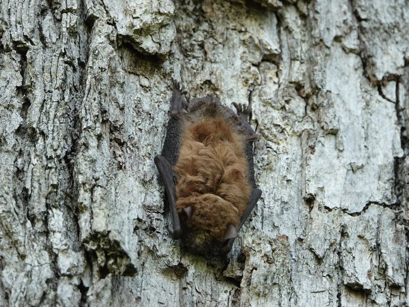 Older Trees Give Them Safe Places To Rest Older Trees Give Them Safe Places To Rest