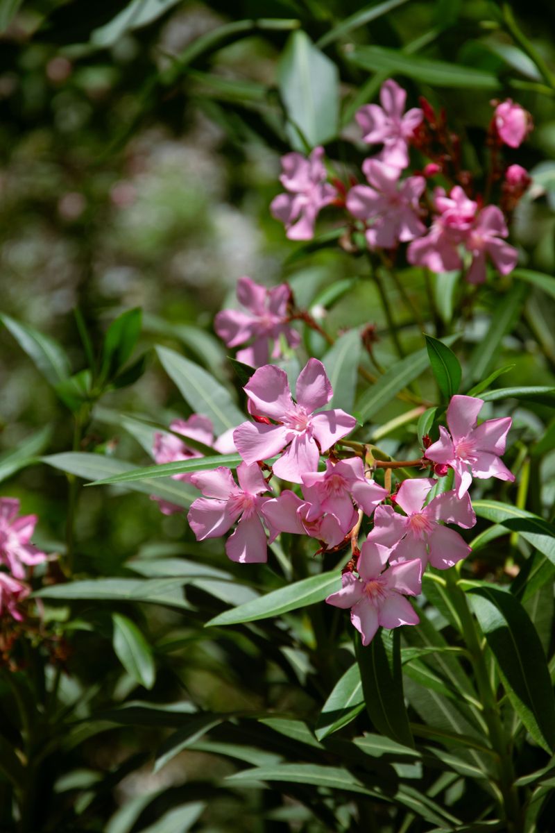 Oleander Oleander