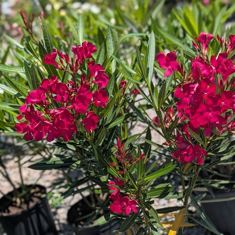 Oleander Builds Up Dense Woody Branches Over Time