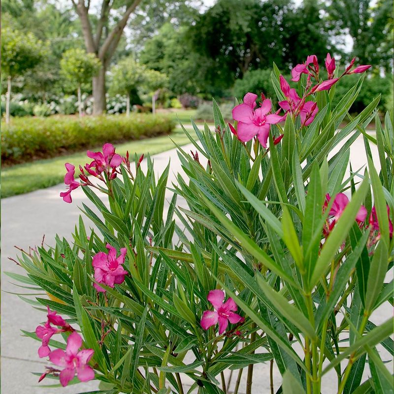 Oleander Is Beautiful But Highly Toxic Oleander Is Beautiful But Highly Toxic