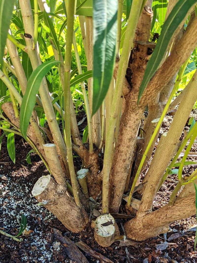 Oleander Responds Well To Careful Warm Season Pruning Oleander Responds Well To Careful Warm Season Pruning