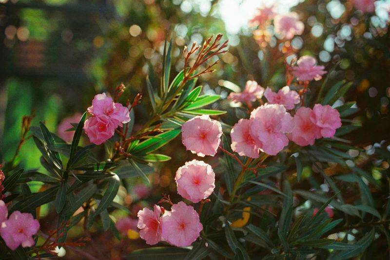 Oleander Oleander