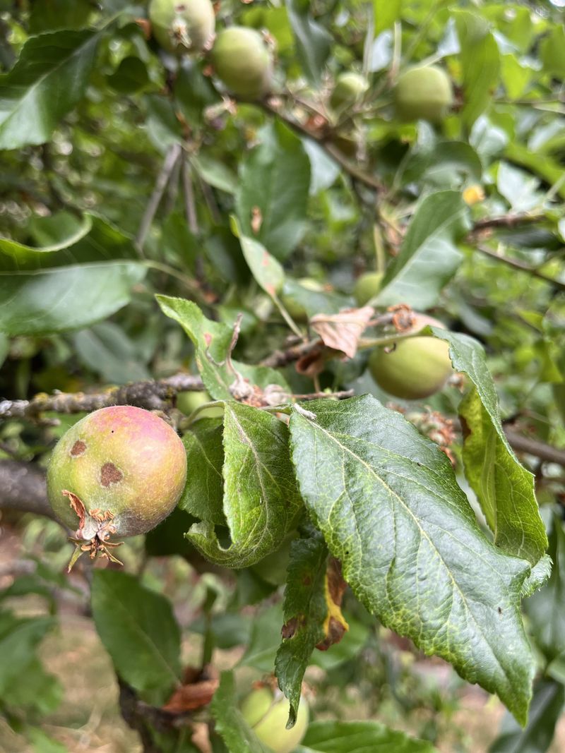 Olive Green Leaf Spots Often Appear Before The Leaves Fall