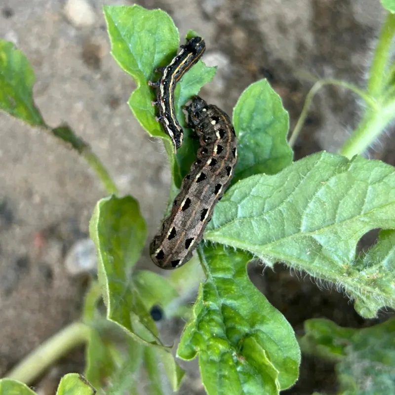 On Lower Leaves And Growing Points