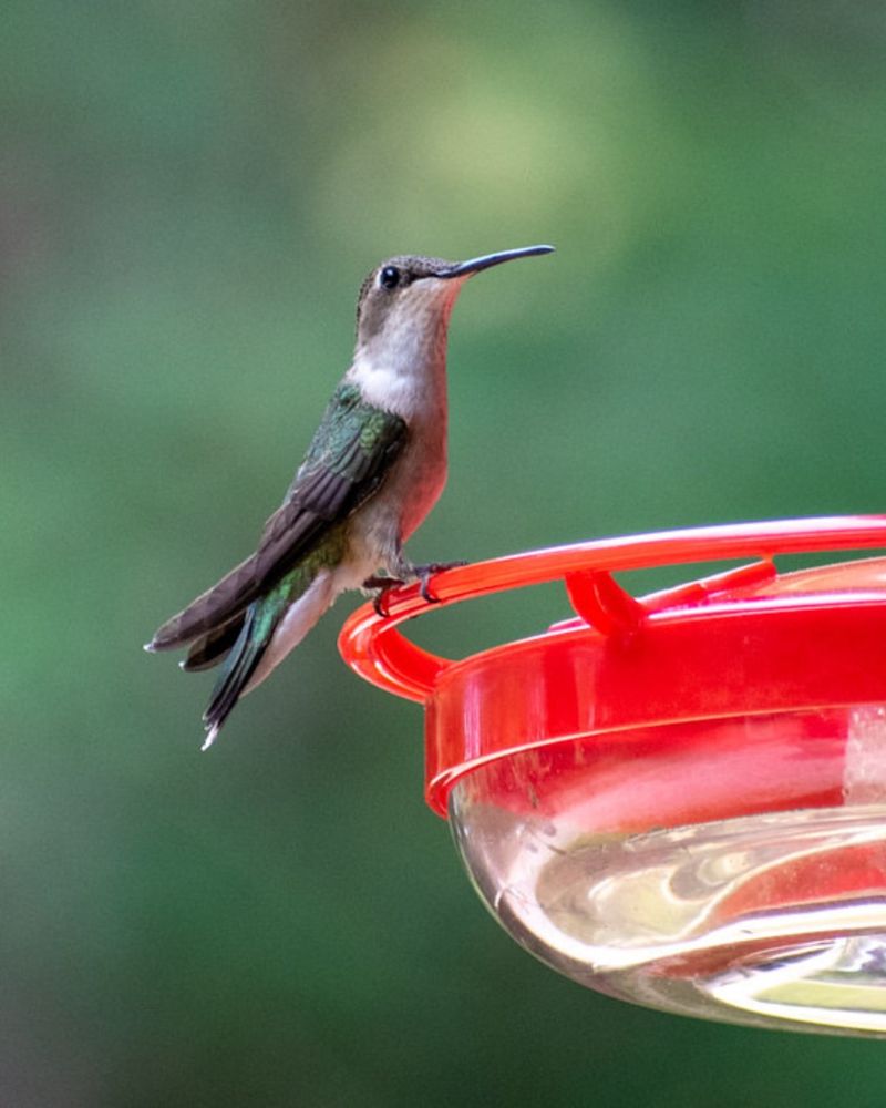One Bossy Bird May Be Guarding The Feeder One Bossy Bird May Be Guarding The Feeder