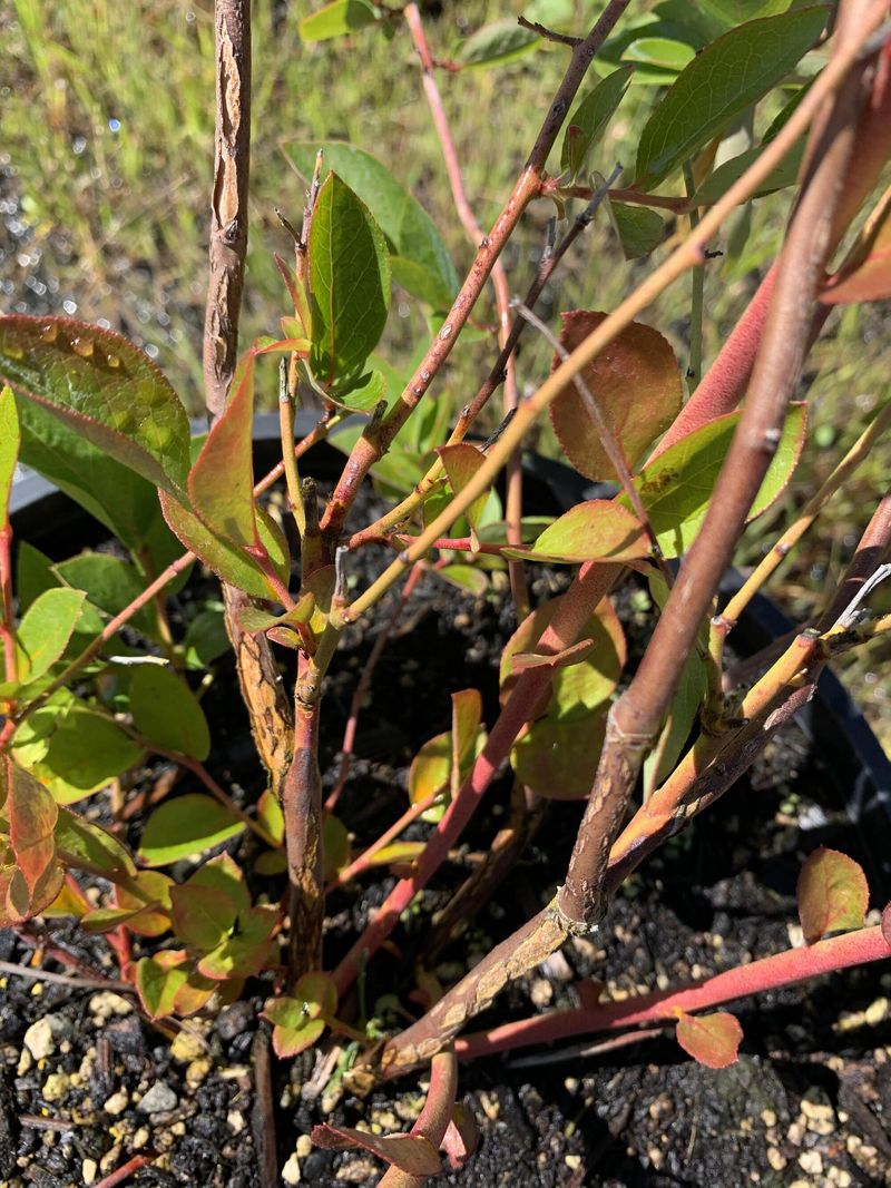 One Bronzed Branch May Point To Stem Blight
