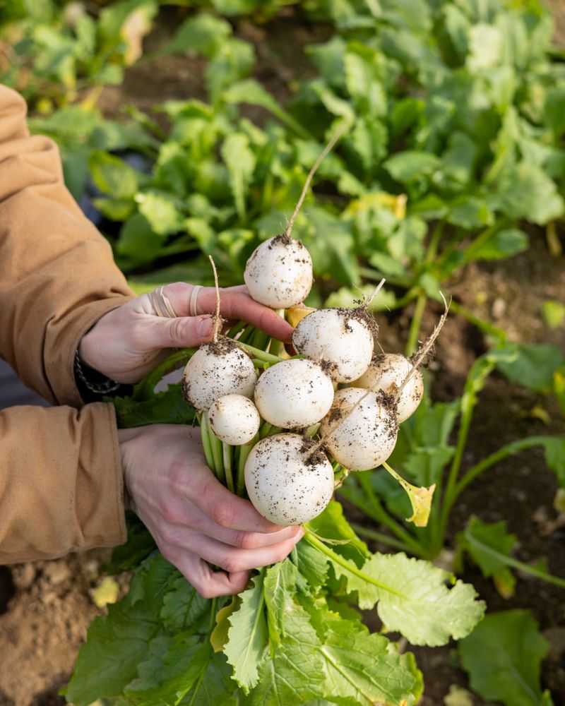One Crop Provides Both Greens And Roots One Crop Provides Both Greens And Roots