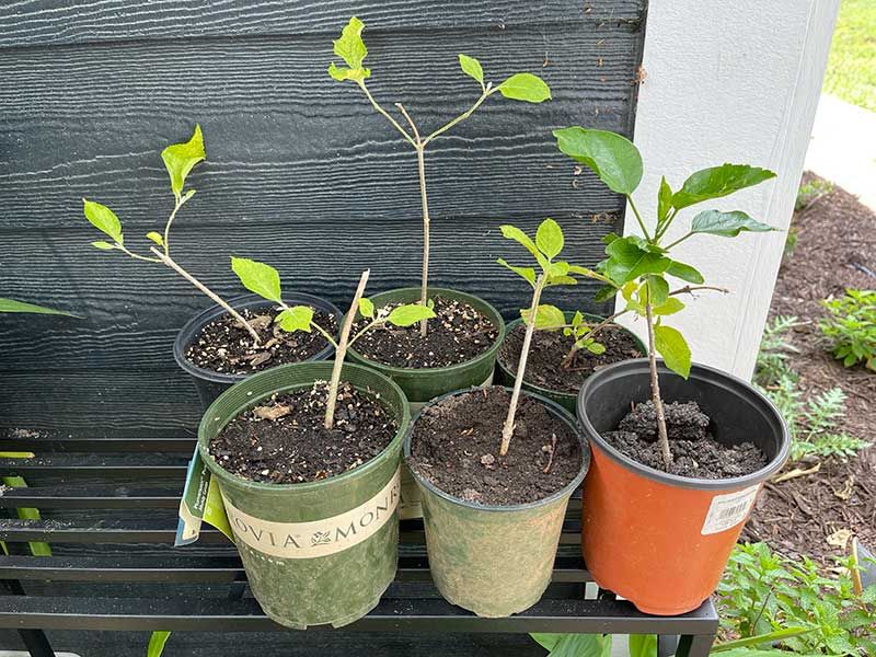 One Free Plant Turns Into A Dozen