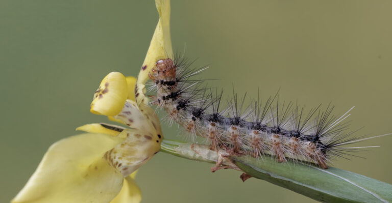 One Hidden Culprit Has Wisconsin Gardeners Digging Up Their Iris Beds