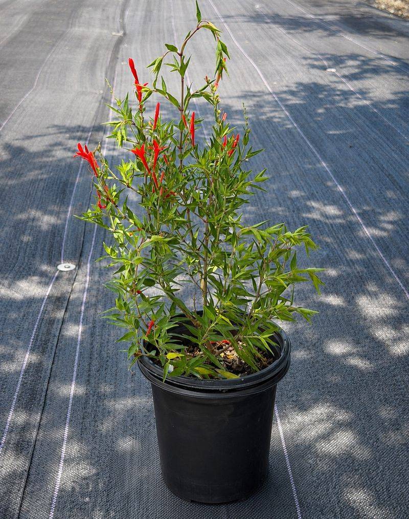 One Late-Winter Pruning Keeps It Compact And Flower-Filled