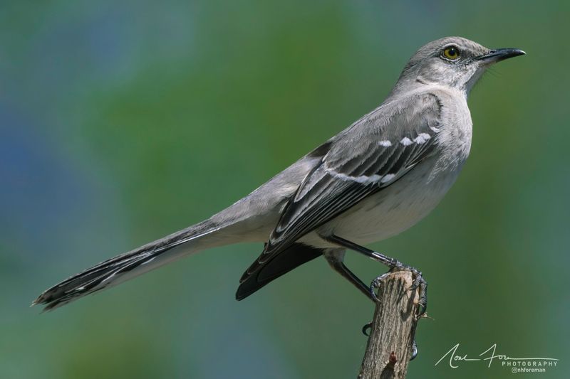 One Loud, Territorial Songbird Has Strong Reasons For Claiming Your Yard One Loud, Territorial Songbird Has Strong Reasons For Claiming Your Yard