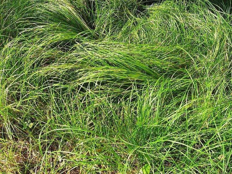 One Native Ground Cover Is Replacing Mondo Grass In Yards