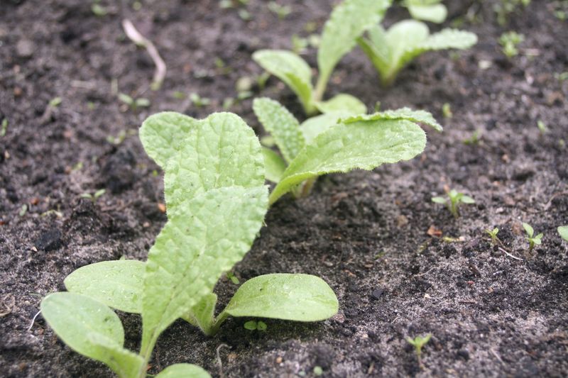 One Packet Of Seeds Fills The Bed For Years One Packet Of Seeds Fills The Bed For Years