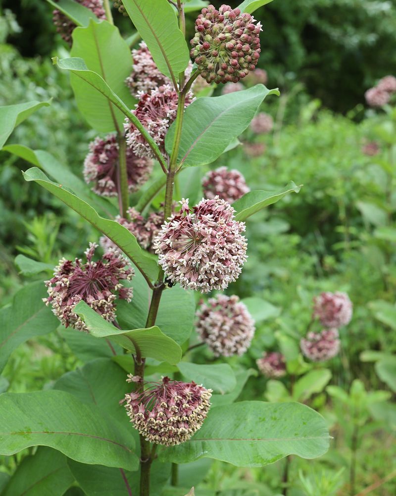 One Plant Can Develop Into A Large Colony