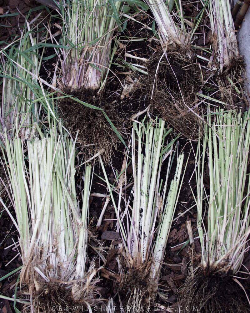 One Plant Multiplies Into A Whole Row For Free One Plant Multiplies Into A Whole Row For Free