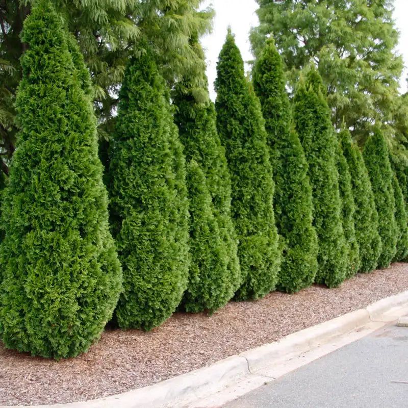 One-Plant Rows Are Risky