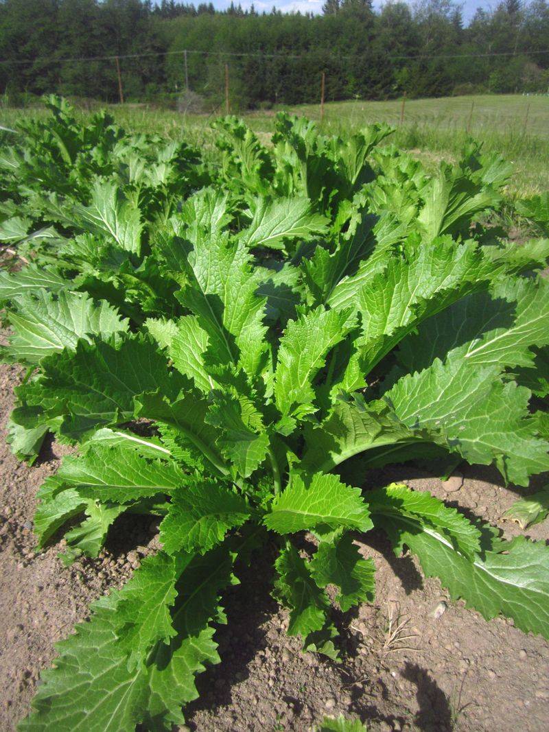 One Planting Offers Multiple Harvest Stages One Planting Offers Multiple Harvest Stages
