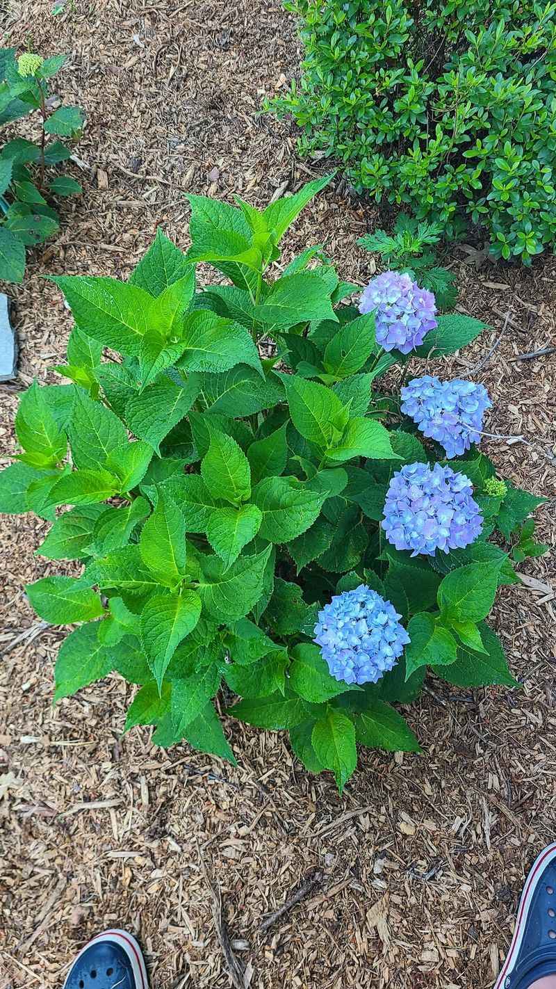 One-Sided Blooming Usually Starts With Light One-Sided Blooming Usually Starts With Light