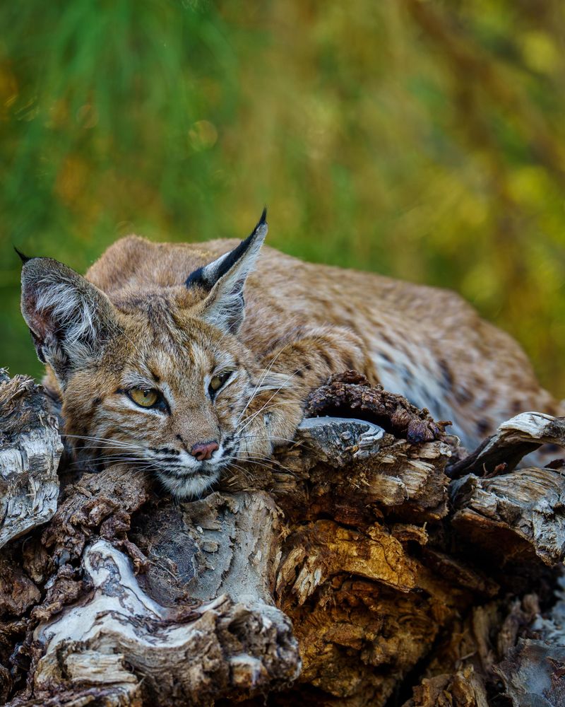 One Sighting Doesn't Mean They Live Nearby One Sighting Doesn't Mean They Live Nearby