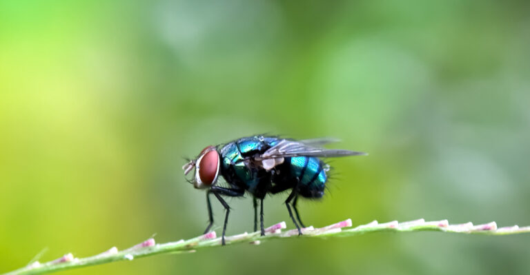 One Simple Herb Makes Your Indiana Yard Less Appealing to Flies