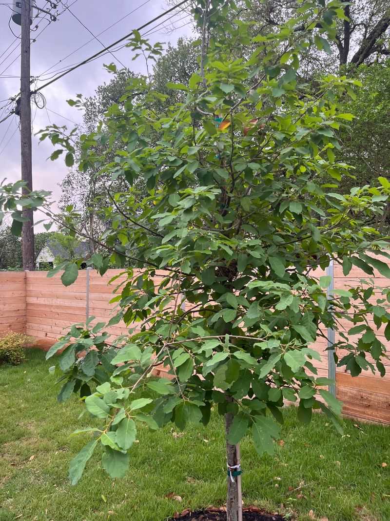 One Tree Is Quietly Becoming The Go-To Choice For Cooling Texas Yards One Tree Is Quietly Becoming The Go-To Choice For Cooling Texas Yards