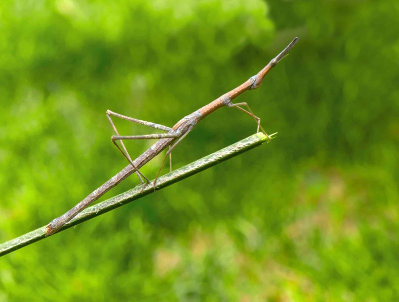 One Walkingstick Usually Does Not Mean The Tree Is In Danger One Walkingstick Usually Does Not Mean The Tree Is In Danger