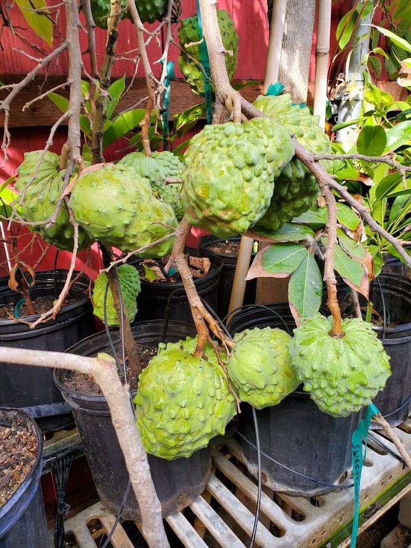 Ong Nursery — San Diego