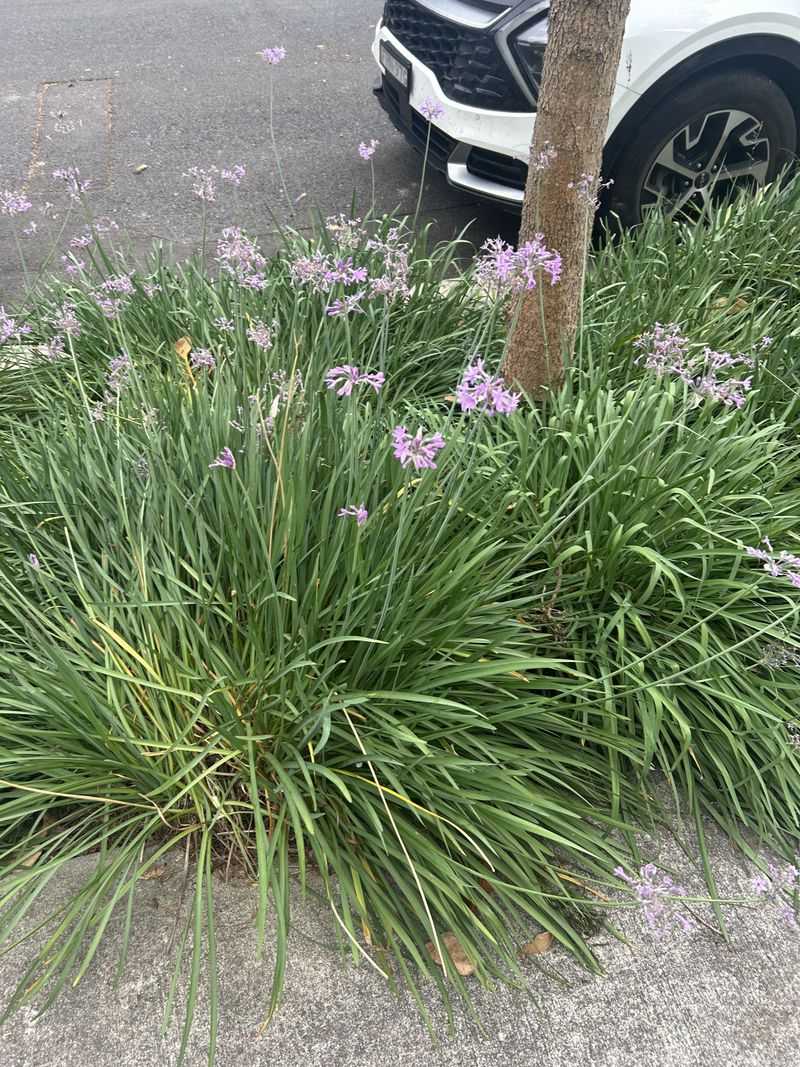 Onion Scent Makes Digging Less Appealing Onion Scent Makes Digging Less Appealing