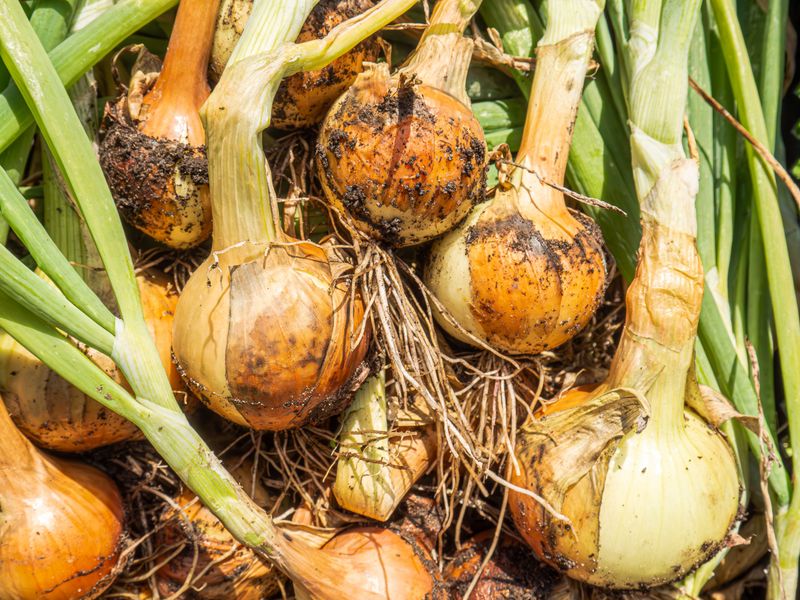 Onions Onions