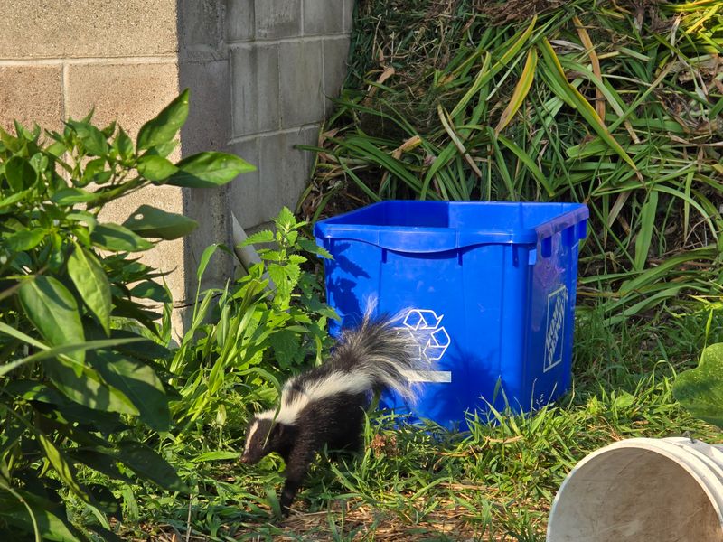 Open Compost Can Smell Like Dinner Open Compost Can Smell Like Dinner