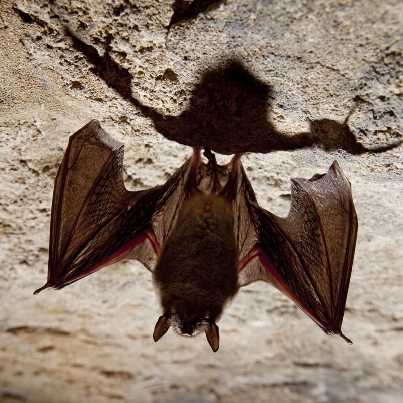 Open Flight Paths Help Bats Hunt More Easily Open Flight Paths Help Bats Hunt More Easily