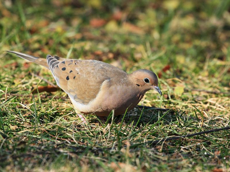 Open Ground Helps Doves Forage Open Ground Helps Doves Forage