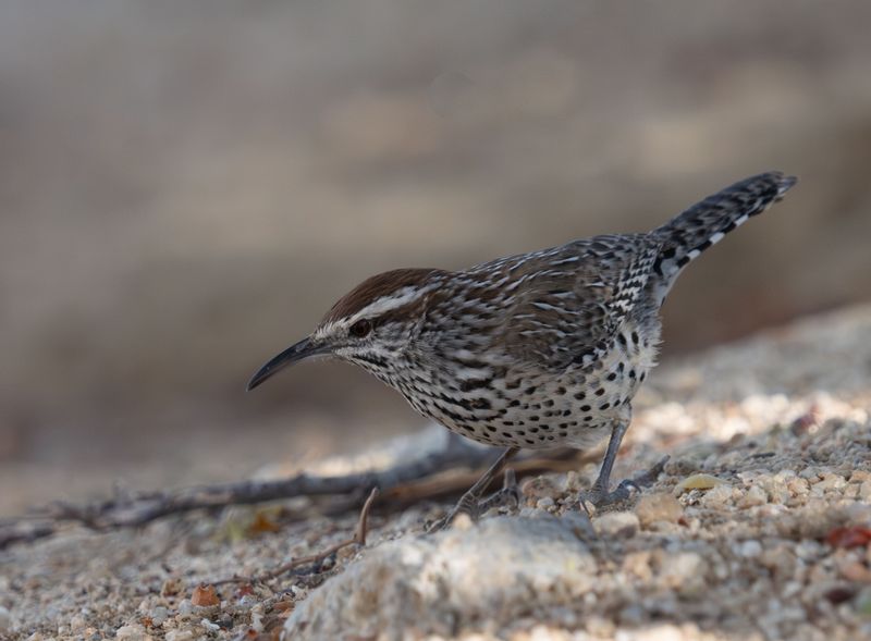 Open Ground Patches For Foraging Behavior