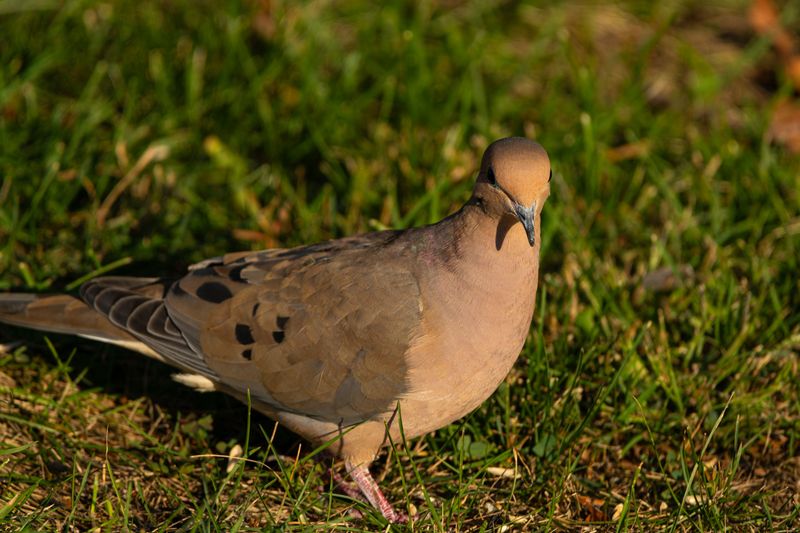 Open Ground With Nearby Cover They Can't Resist Open Ground With Nearby Cover They Can't Resist